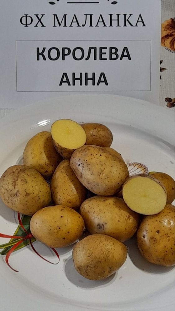 Насіння ( семена, посадкова ) картопля, картошка оптом. Терміново