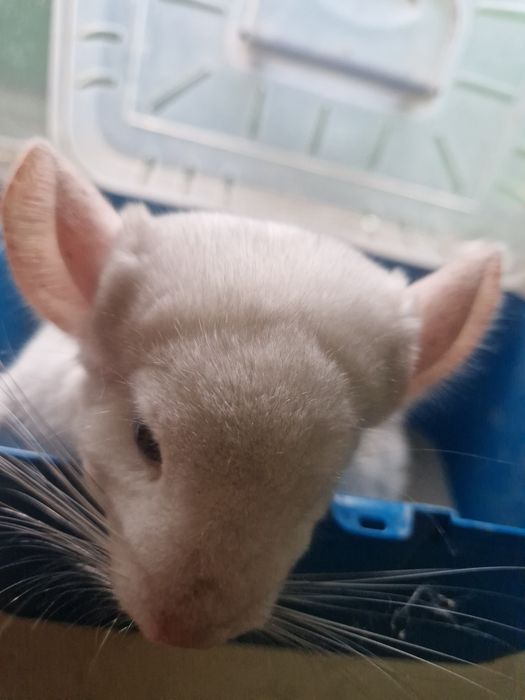 Szynszyla chinchilla samiczka 4.5 miesiąca mozaika eksteremalna