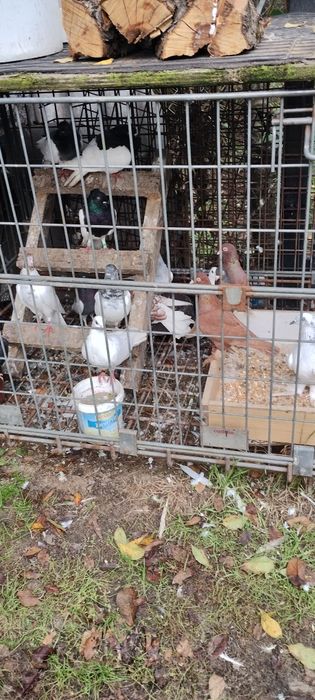 Nadwyżka gołębi  bialych