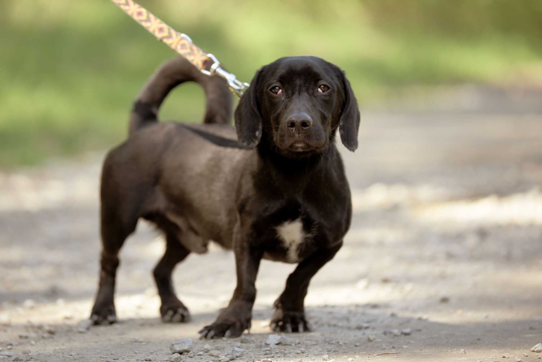 Snoopy - czarny jamnikowaty cudak do adopcji