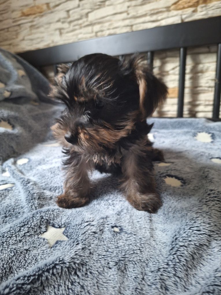 Yorkshire terrier piesek