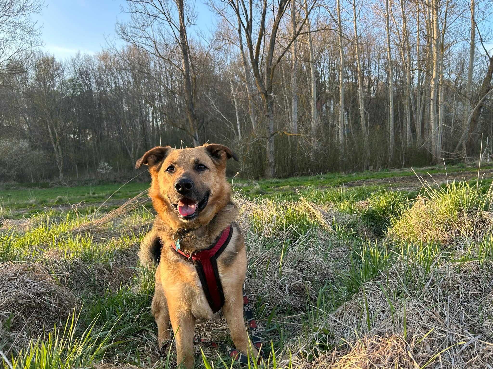 Super pies do adopcji - Walczyk!