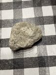 Skamielina wapiena