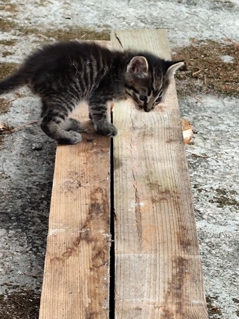 Gatinho bebé dá-se