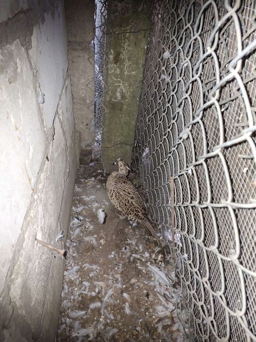 Bażant para królewska