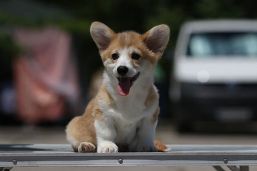 Мальчик корги_Джери