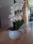 Orchidea storczyk doniczka porcelana