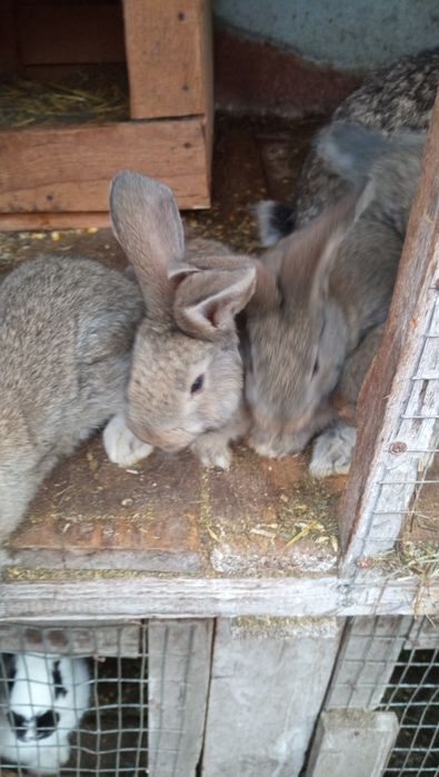 Продам кроликів Фландер.