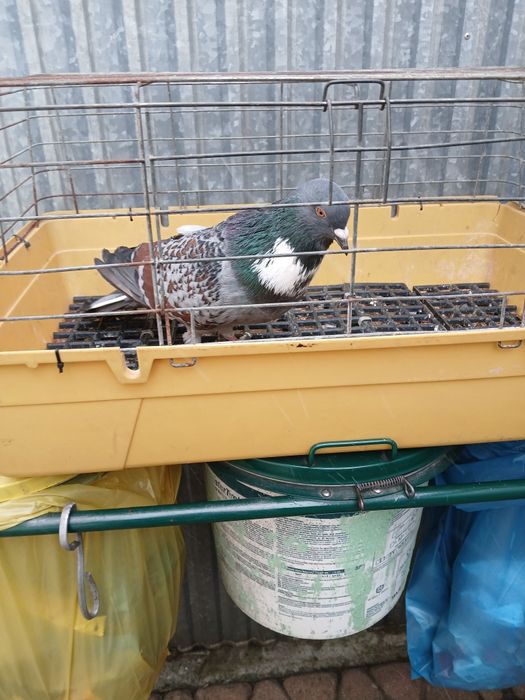 Gołebie ozdobne Koszua