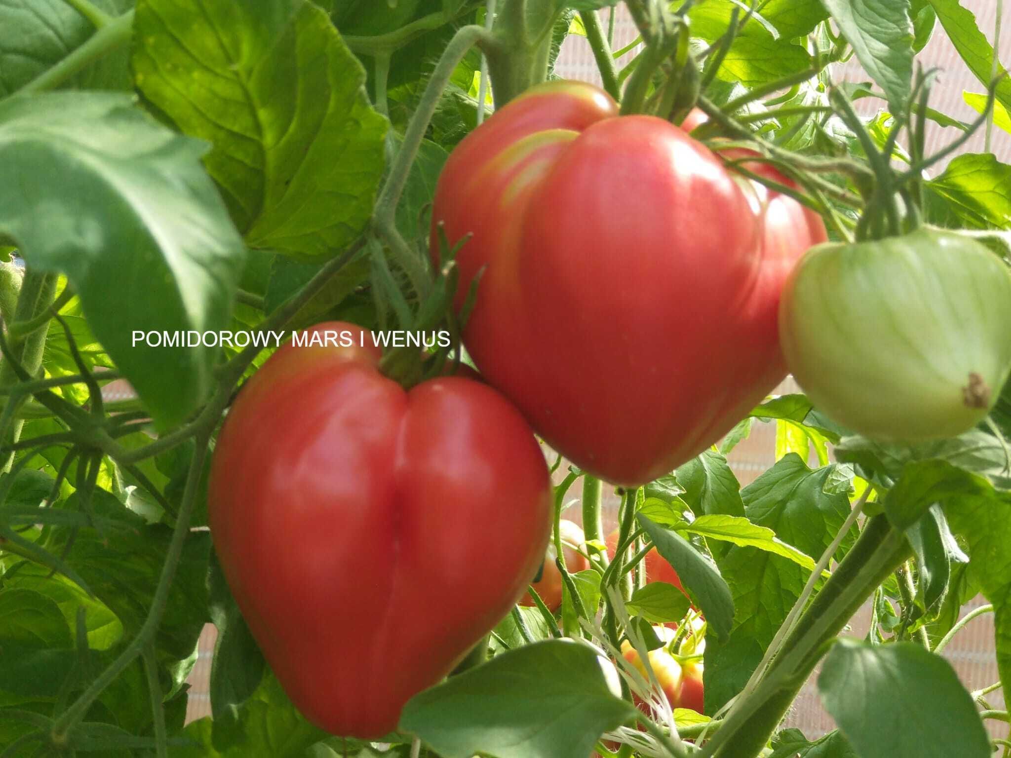 5 Odmian Nasion Pomidora Z Moich Ogłoszeń