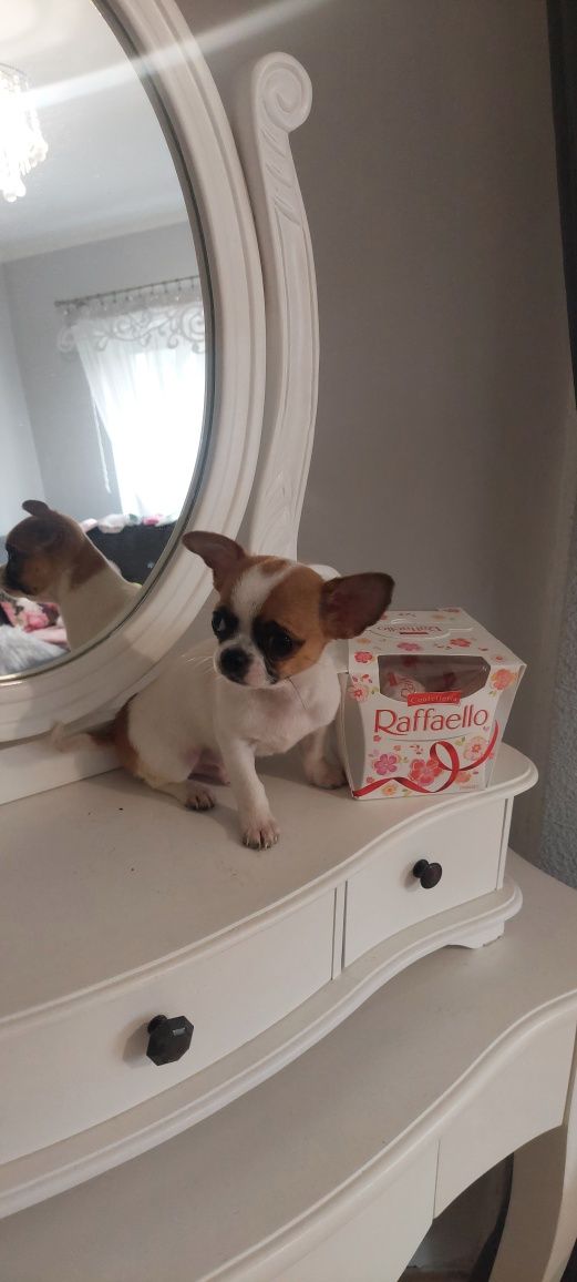 MINI piesek Chihuahua