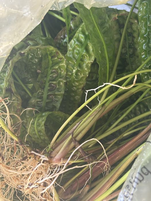 Duzy worek pelny roslin