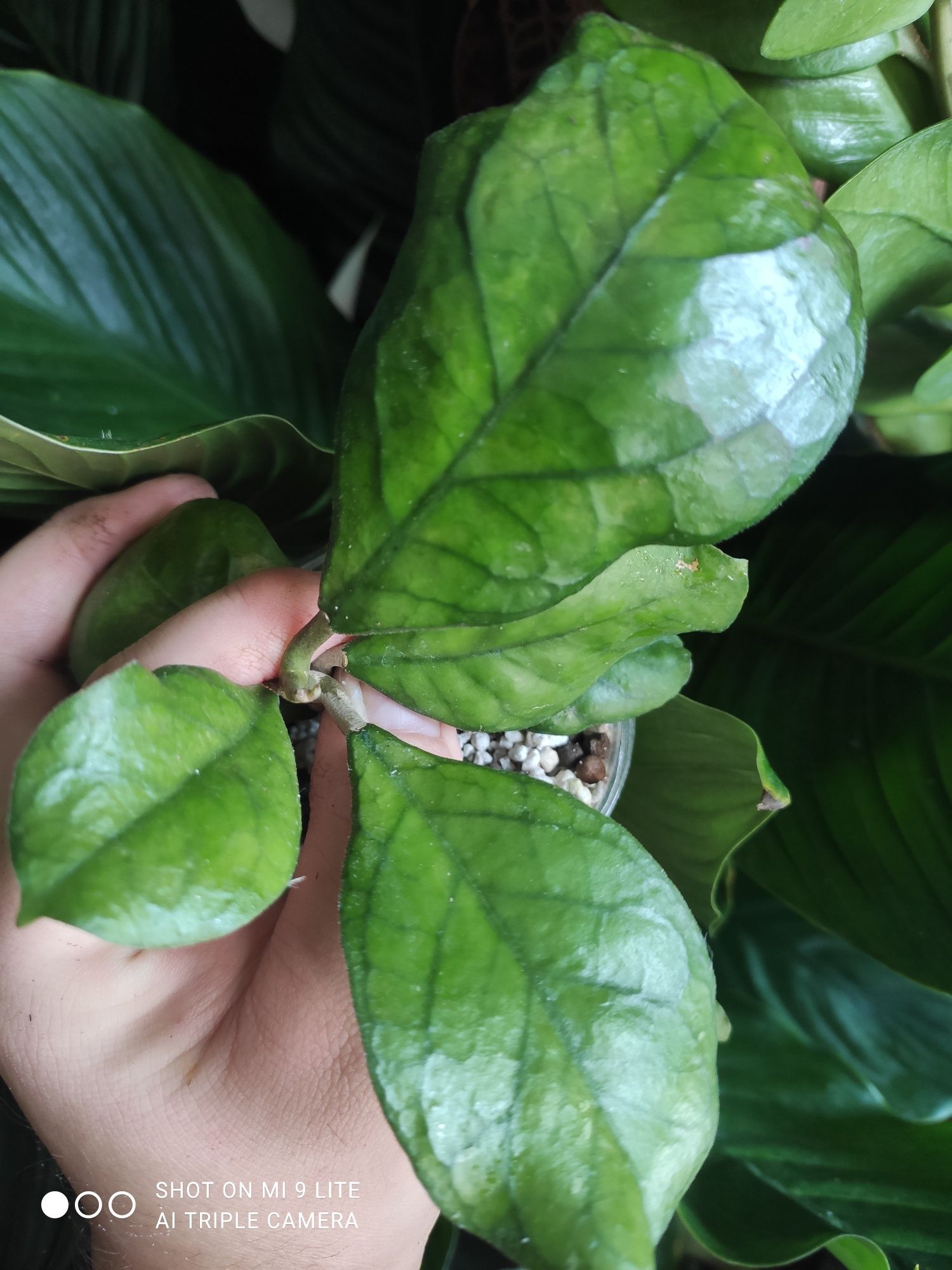 Hoya sp.Ah poppy night
