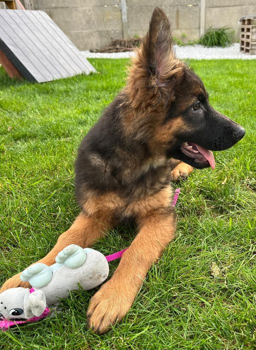 Owczarek Niemiecki Długowłosy