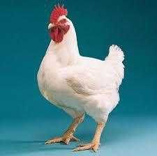 Живой вес Кобб-500