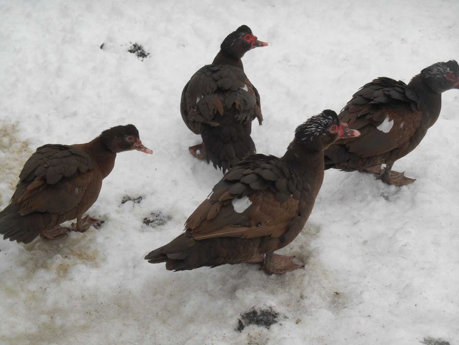 Kaczki, kaczka, kaczory piżmowe, piżmówki