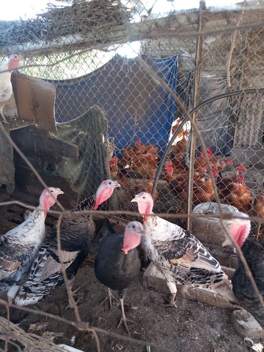 Perus machos para o Natal