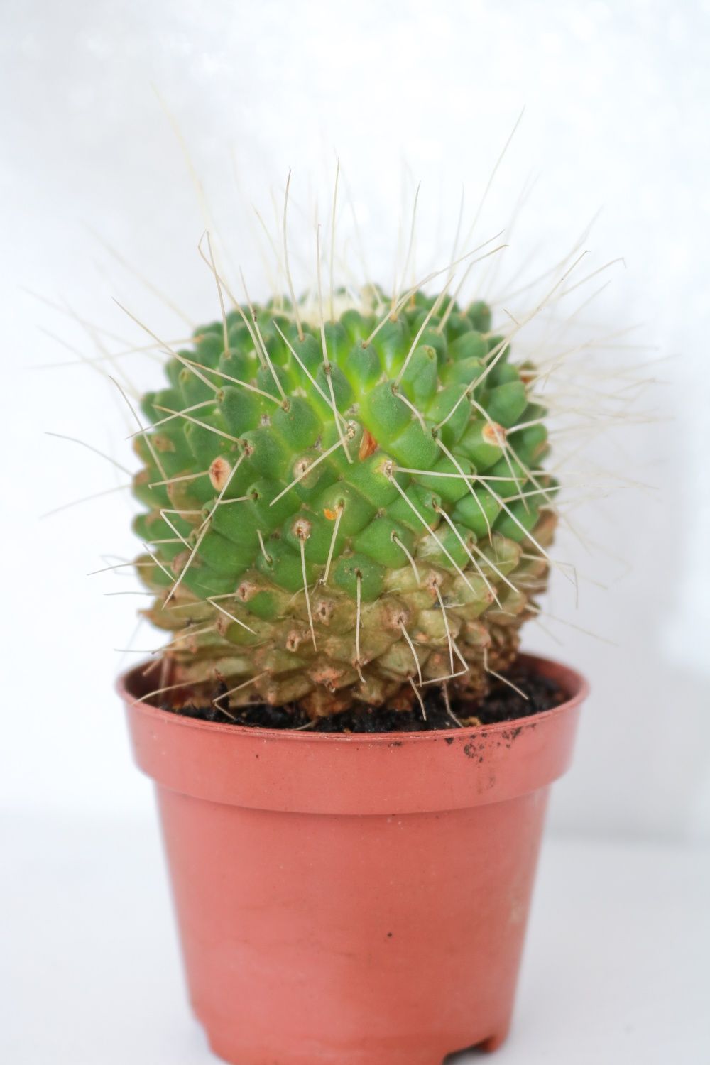 Vendo cactos e suculentas