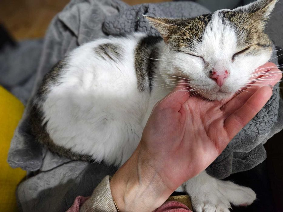 Najkochańszy STAŚ nie schodzi z kolan.  12 lat w schronisku