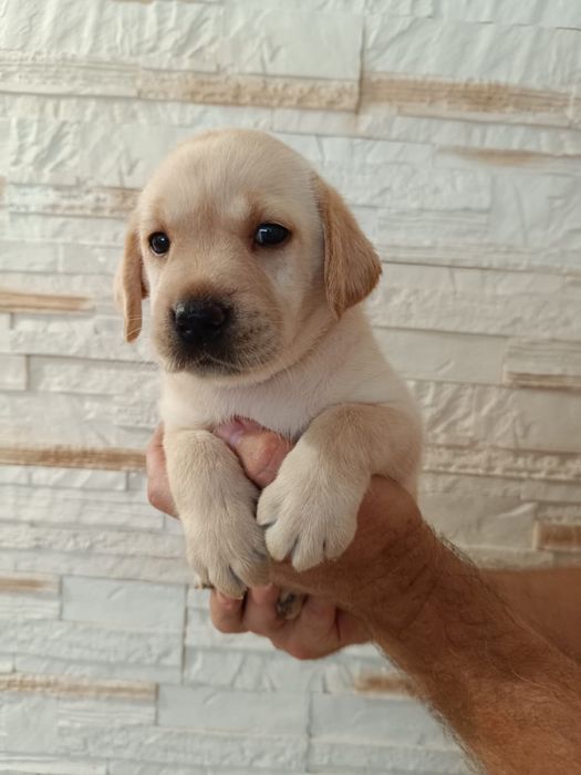 Labrador Retriever biszkoptowe szczenię