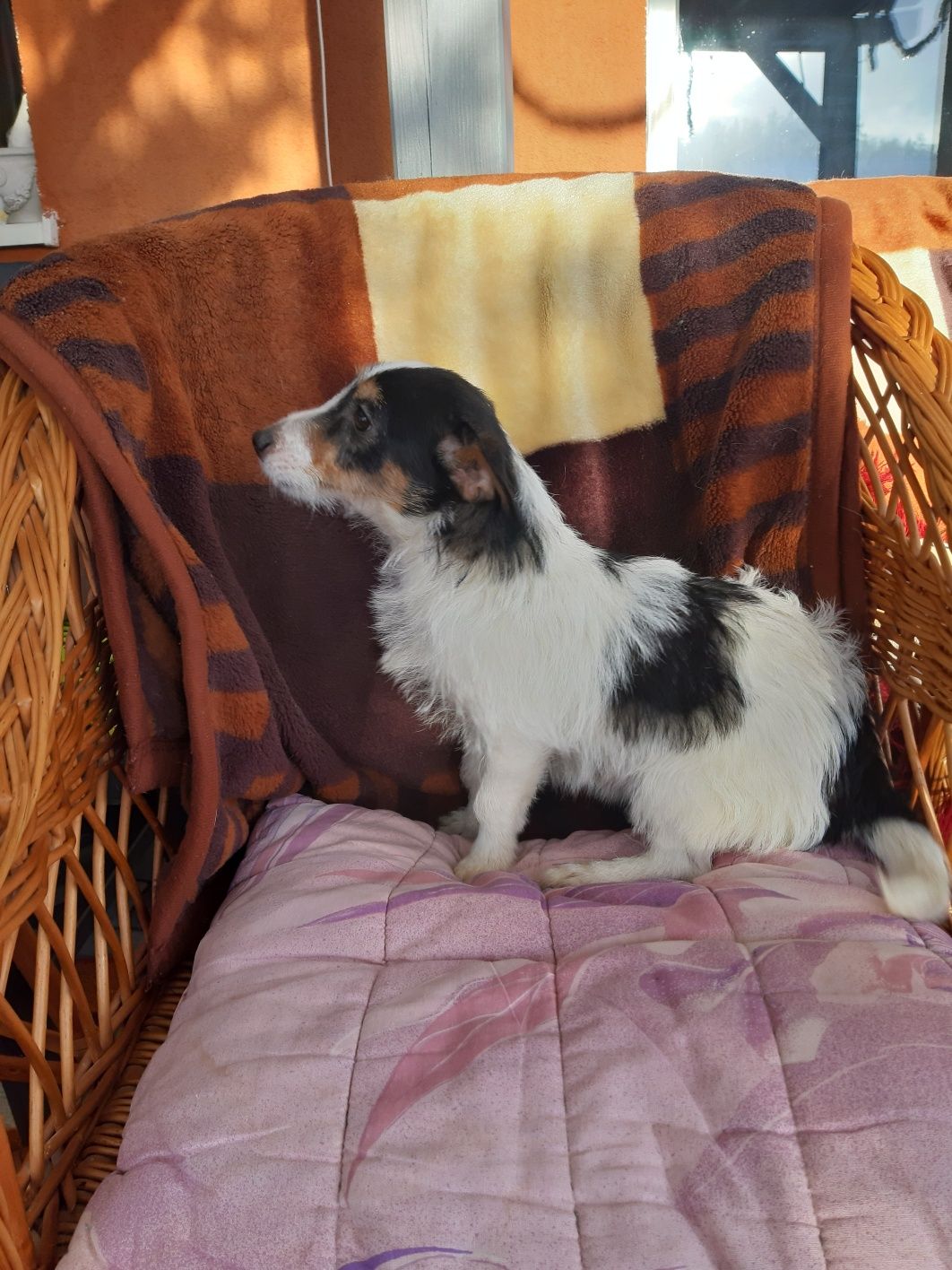 Jack Russell terrier sunia