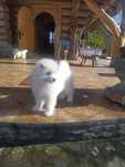 Samoyed samojed Związek Kynologiczny FCI piesek typ misia