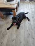 Oddam Labrador Retriever