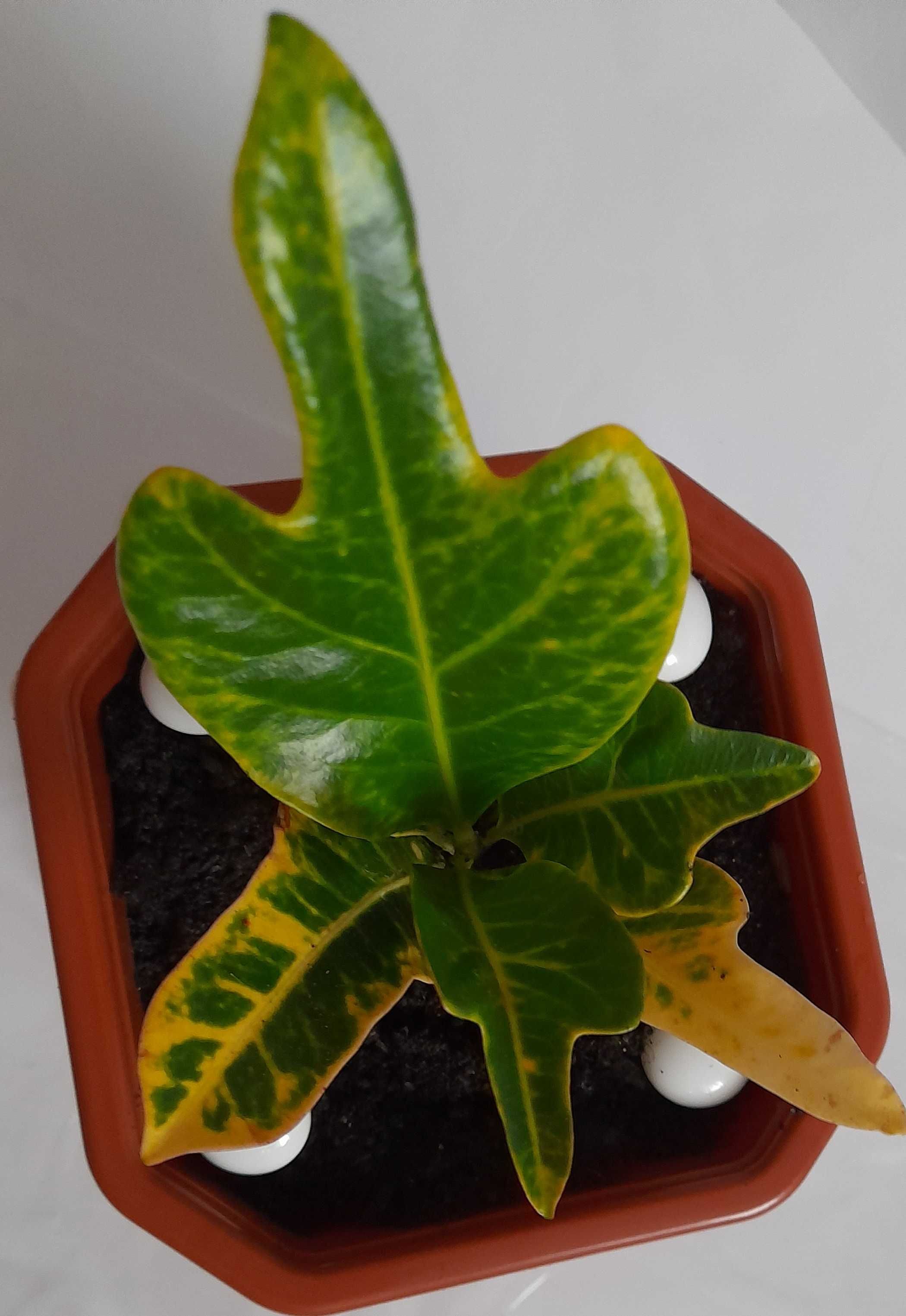 кротон кодиеум комнатное растение