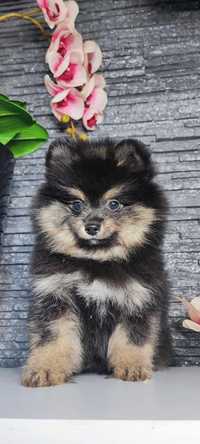 Szpic miniaturowy Pomeranian szczeniak piesek black and tan