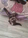 Kotka czarna dymna Maine Coon Tigre Gato *PL