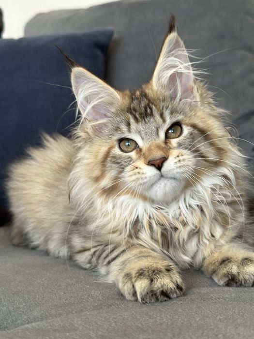 Kocięta koteczka szylkretka Maine Coon