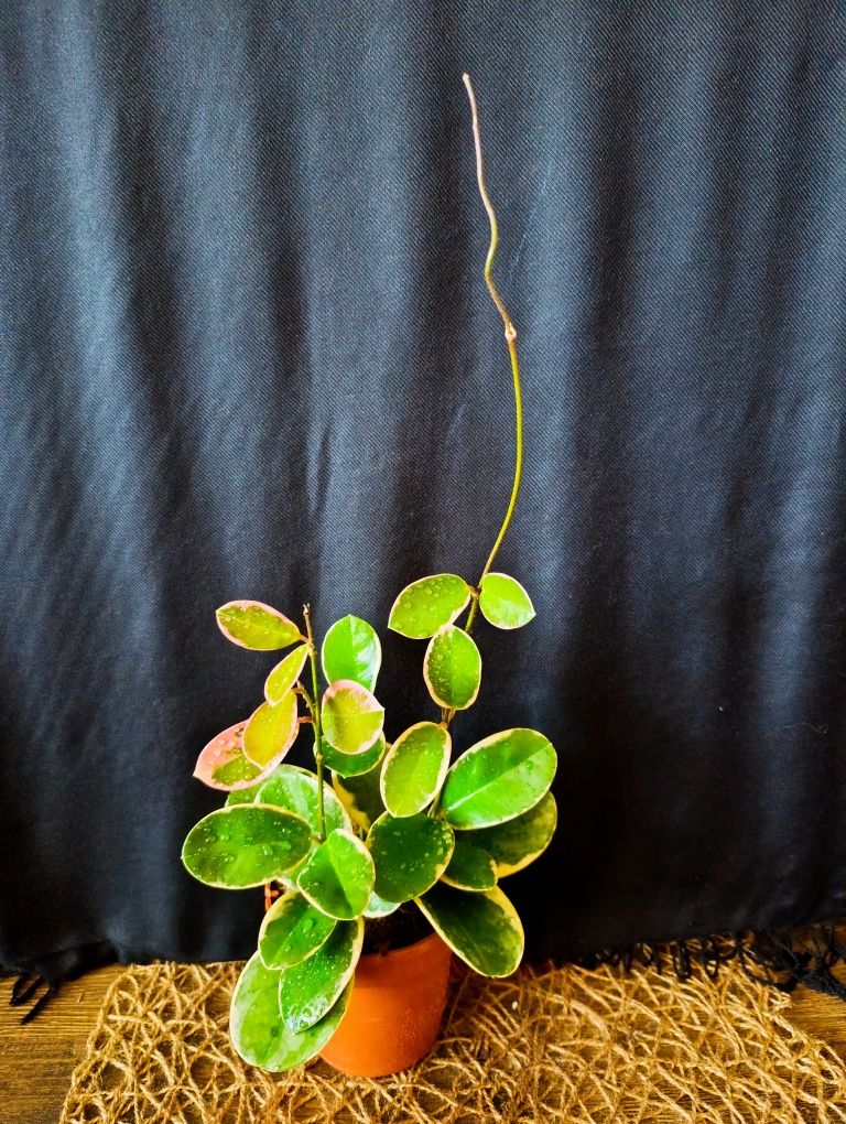 Hoya Blonde Australis