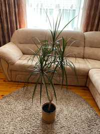 вазон пальма кімнатна рослина