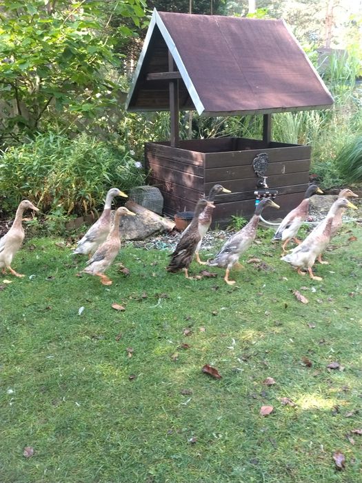 Sprzedam kaczki biegusy