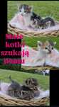Małe kotki szukają domu