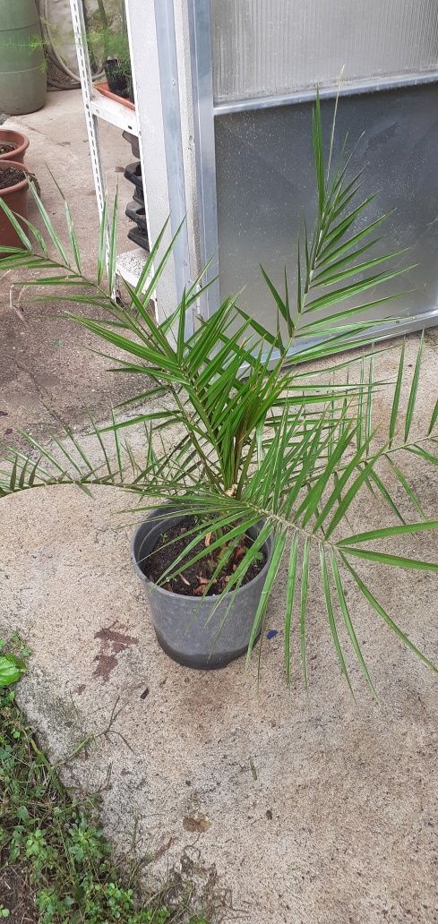 Vendo Planta Palmeira