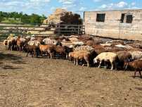 Продам  баранину живой вес , яктушки
