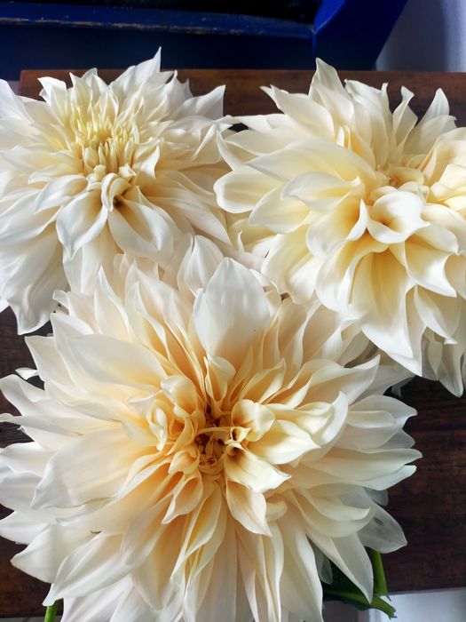 Dalia Cafe'au Lait