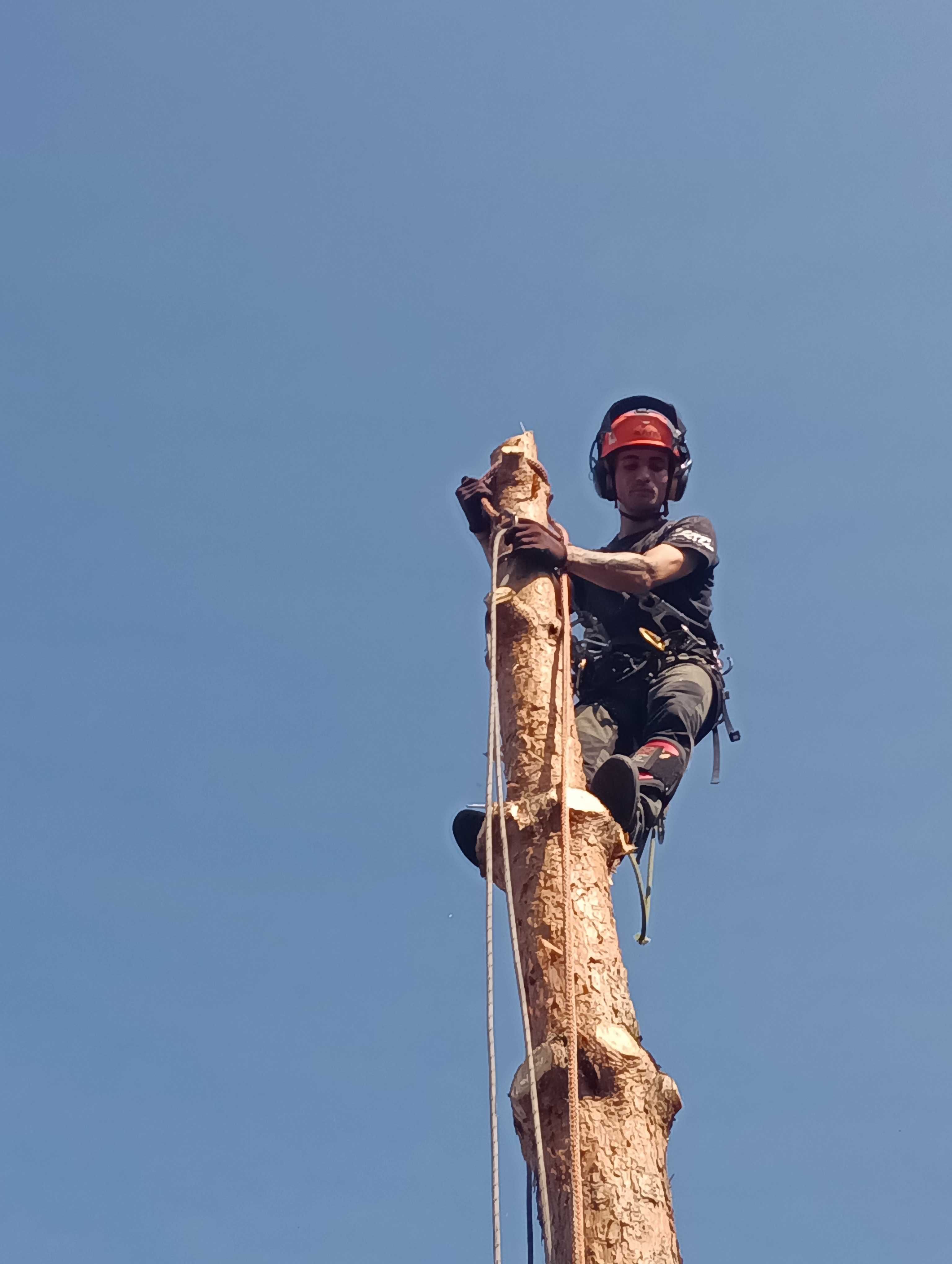 WYCINKA DRZEW trudnych Metodą Alpinistyczną oraz pielęgnacja korony