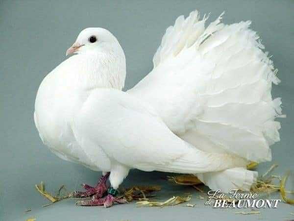 Vendo pombos rabo leque brancos