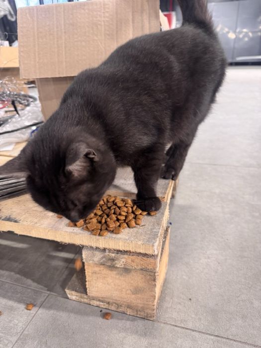 Віддамо котика в добрі руки