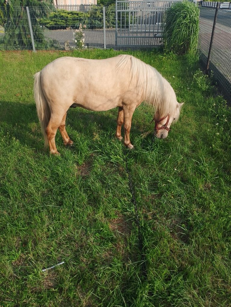 Sprzedam kuca ogiera