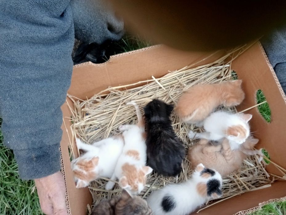 Oddam kotki w dobre ręce