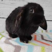 2 ostatnie Baranek Mini Lop