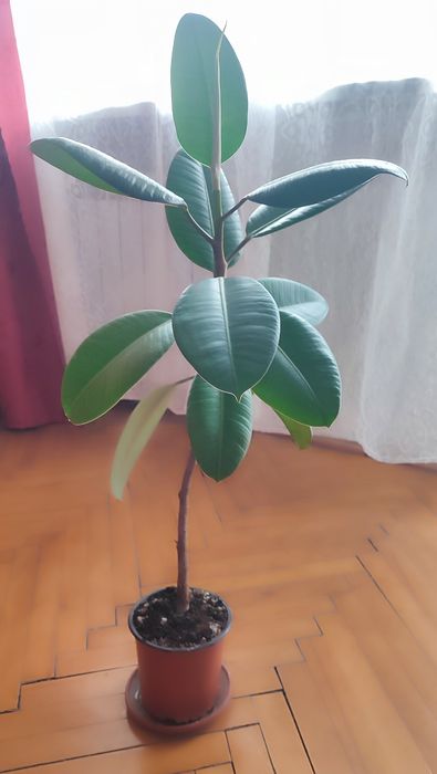 Вазони фікус Робуста