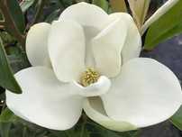 Магнолія Грандіфлора / Магнолия Грандифлора / Magnolia grandiflora