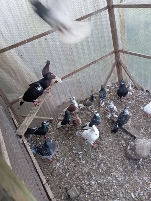 Gołębie mieszane itd