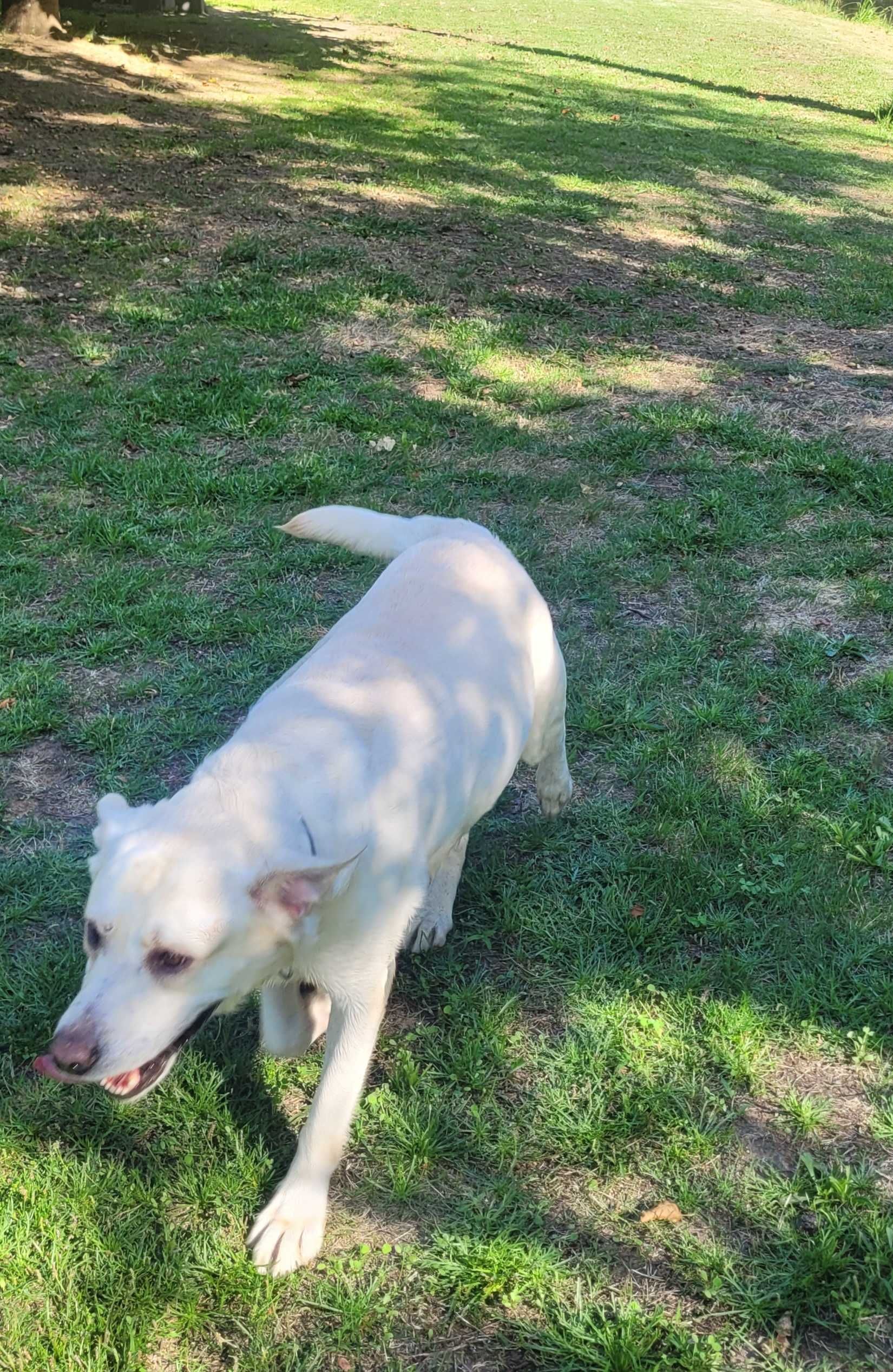 Para adoção responsável  Labrador puro