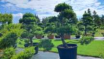 bonsai sosna bonsai 200-350cm super jakość producent