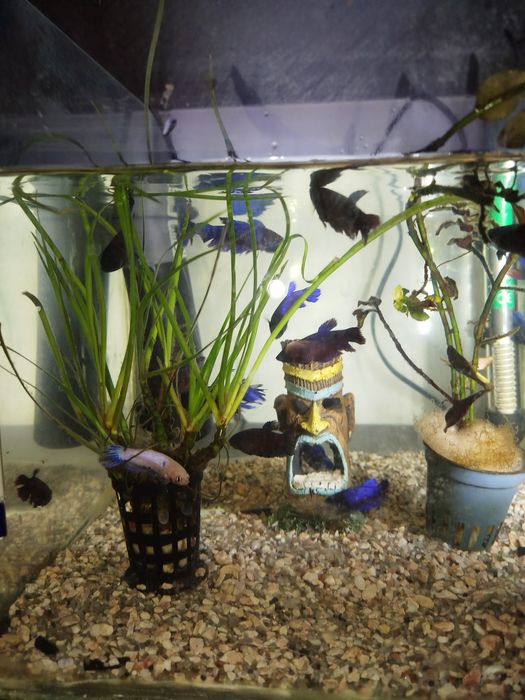 Peixes bettas para venda  criaçao própria